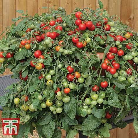 Tomato Red Profusion a bush variety 