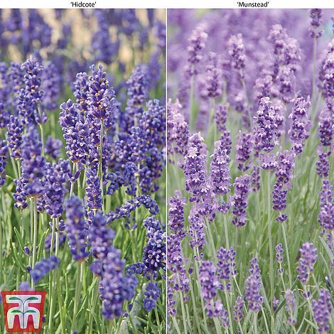 Lavender duo