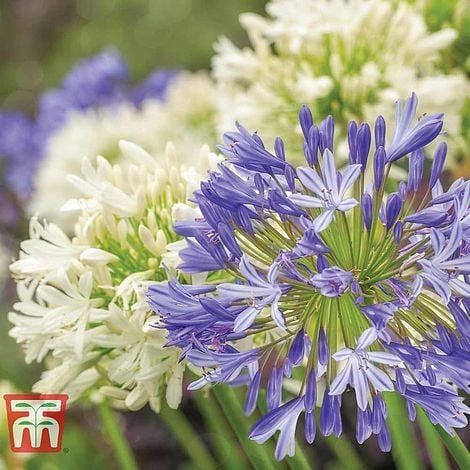 blue and white Agapanthus
