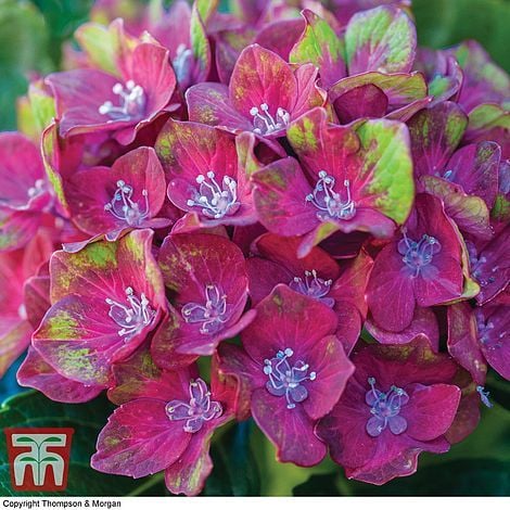 Hydrangea macrophylla Glam Rock Horwack