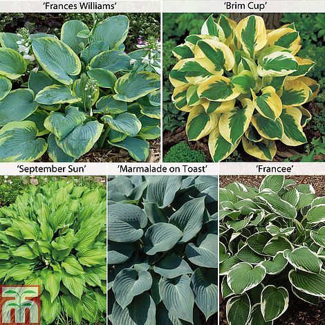 Hosta collection