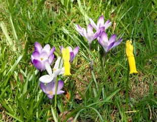 Narcissus cyclamineus