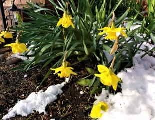 Fading daffodils