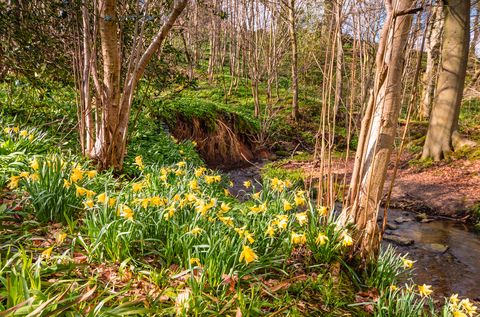 Narcissus pseudonarcissus