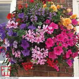Tutti fruitti pre planted basket from Thompson and Morgan
