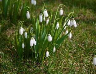 snowdrops naturalised in a  lawn 