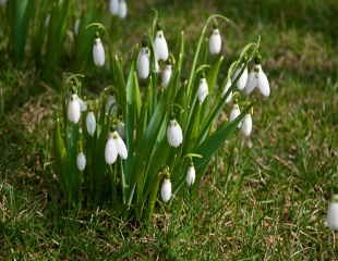 Snowdrops in the lawn