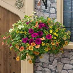 planted basket from Crocus