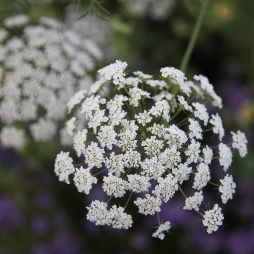 Ammi majus