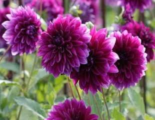Dahlia 'Thomas A Edison' 310
