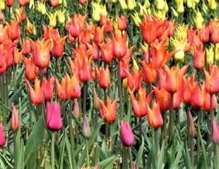 Tulip Ballerina