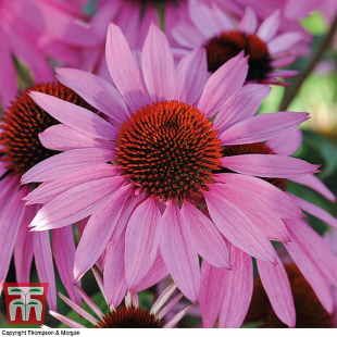 Rose pink Echinacea