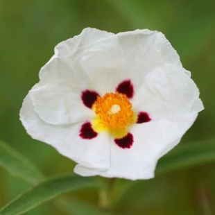 Perennial collection