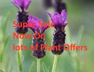 Plant Sale