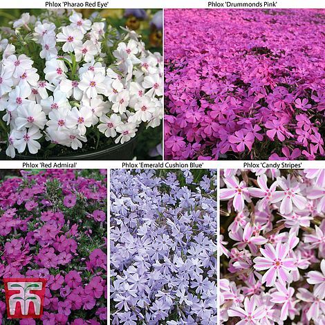 Creeping phlox collection