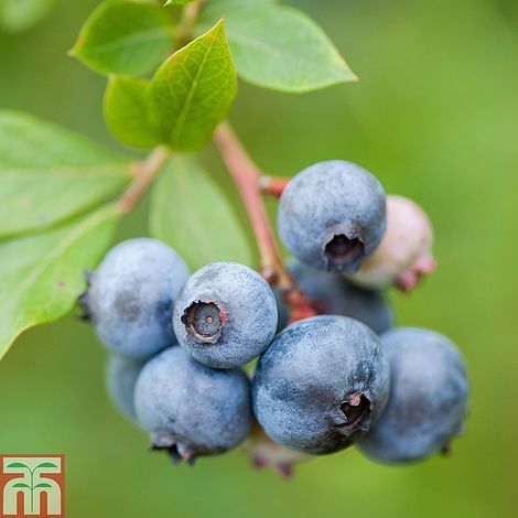 Blueberry Duke