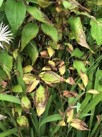 Clematis with Wilt