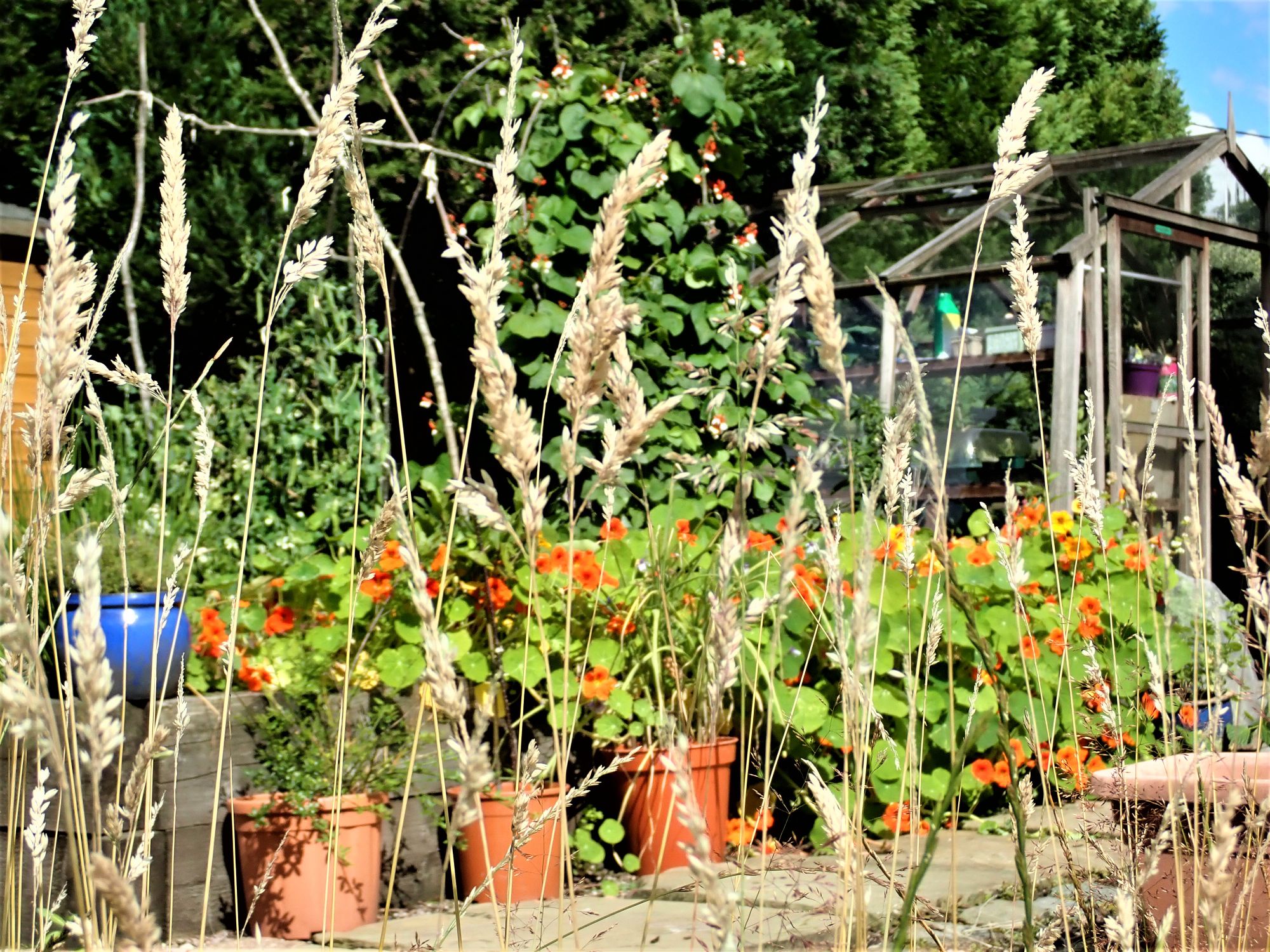 Nasturtiun in veg plot