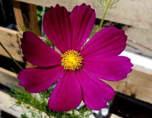 大紫荆花