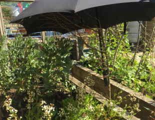 Temporary shade for lettuces 