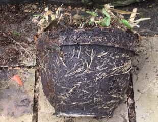 deciduous Agapanthus out of container for repotting 