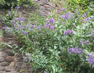 Solanum crispum wit pale blue flowers