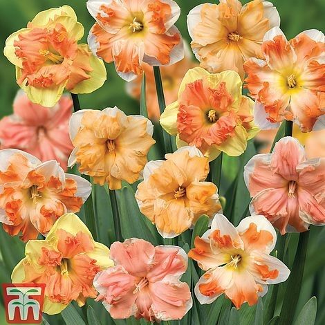 Narcissus 'Rainbow Butterflies' Mixed on sale Thompson and Morgan