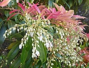 Pieris japonica with bright red spring foliage