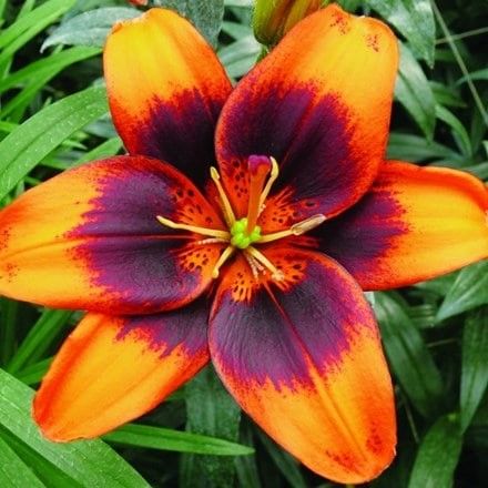 Lilium 'Easy Samba'