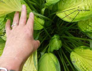 Cut off the most slug damages leaves