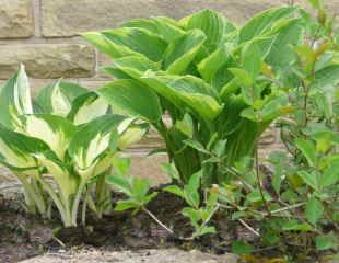 Hosta growing in garden wall  emerging in May