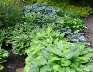 Various hosta growing together in Woodland setting