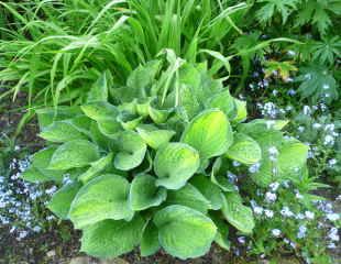 Crisp Hosta with forget me nots in the spring