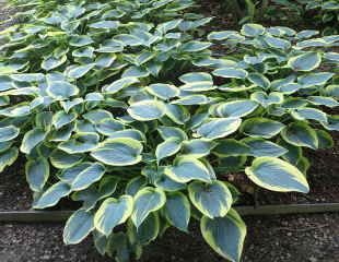 Lovely varigated Hosta 