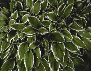 Strongly variagated Hosta