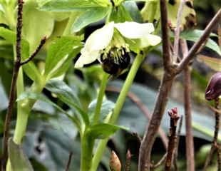 Hellebores are a good source of early nectar