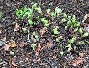 hellebore cut back with leaf mulch