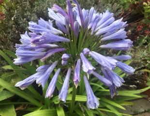 Agapanthus  3rd October