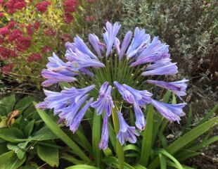 Agapanthus 8th October