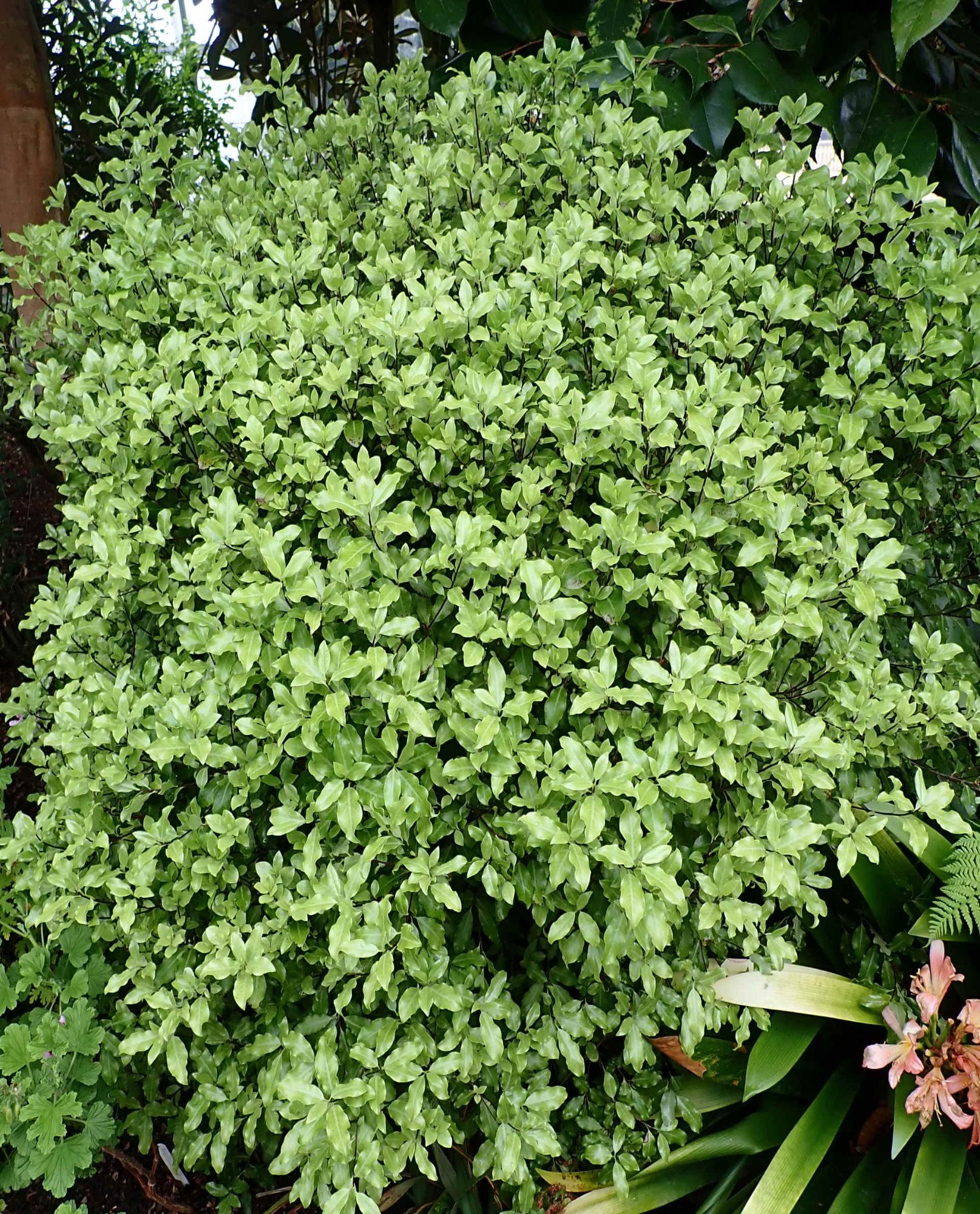 Pittosporum Tenuifolium