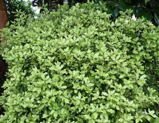 Pittosporum Tenuifolium