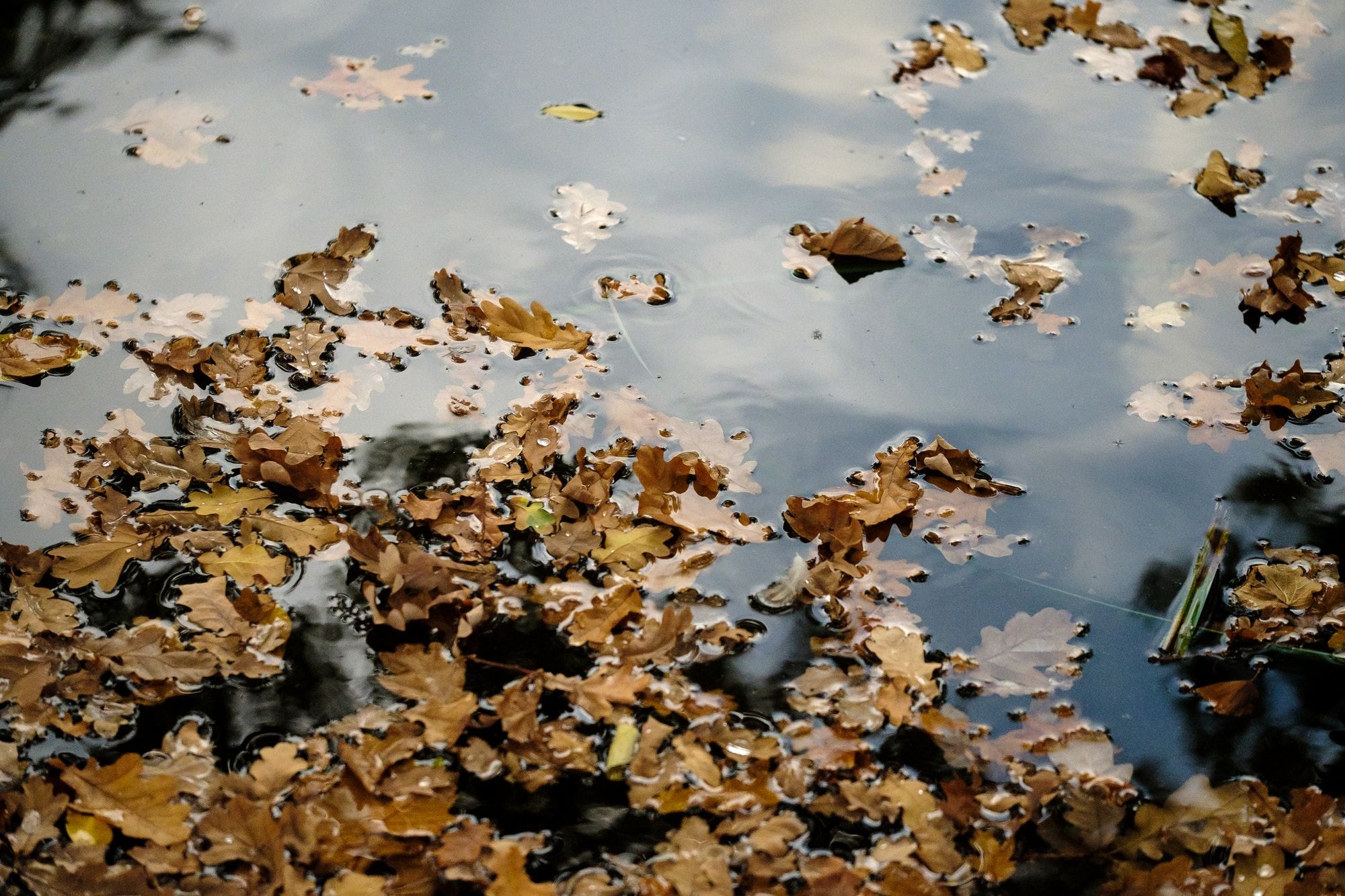 池塘里的冬叶