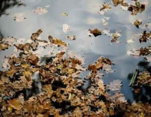 leaves in garden pond