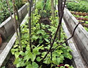 Heavy duty plant suports in the veg plot
