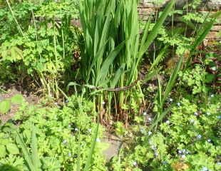 How to stake Crocosmia