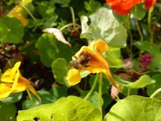 Gardening with nature and for the bees