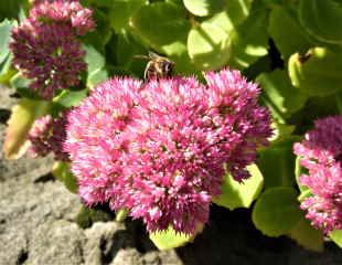 honey bee on sedum