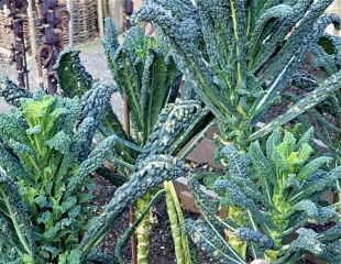 Kale in mid winter