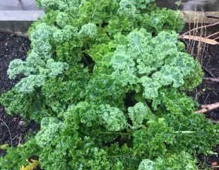 Lovely Green Kale in veg plot