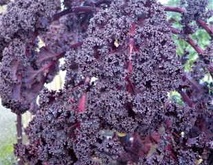 Attractive purple Kale